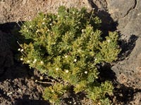 Ca&ntilde;adas-Kanarenmargerite